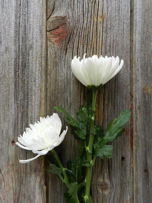 CREMONE  WHITE DISBUDS